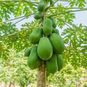 7 Manfaat Daun Pepaya Bagi Kesehatan