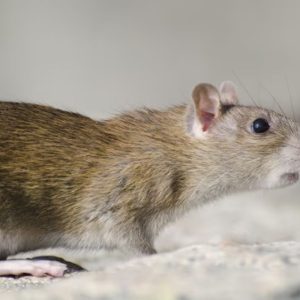 Cara Membuat Racun Tikus dari Masako dan Baygon yang Ampuh