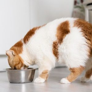 3 Makna dan Pesan Tersirat Ketika Kucing Mendekat Saat Makan