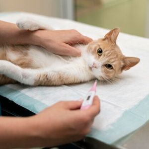 5 Janji Allah SWT bagi Mereka yang Merawat Kucing