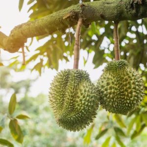 Teknik Sambung Bengkok Durian: Cara Memperbanyak Tanaman Durian dengan Tingkat Keberhasilan Tinggi