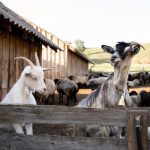 Cara Perkawinan Kambing yang Tepat