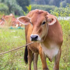 Jenis Sapi Lokal yang Biasa Menjadi Primadona Kurban di Idul Adha