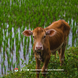 8 Jenis Sapi Favorit Peternak Lokal Indonesia