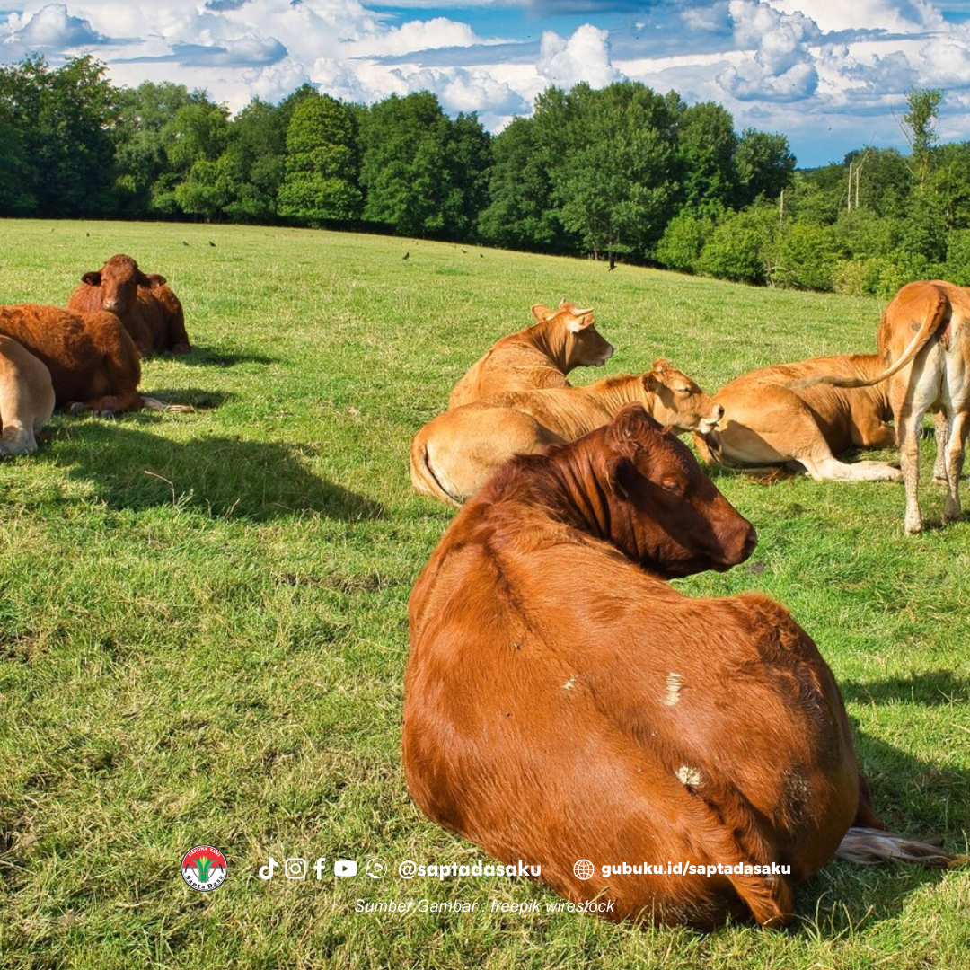 Jenis-Jenis Sapi Kurban Unggulan di Indonesia