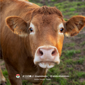 5 Cara Memperlancar Usaha Ternak Sapi Potong