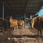 Pengen Ternak Sapi yang Untung Banyak? Kenali Dulu Ciri-Ciri Sapi Oke Ini!