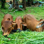 Cara Membuat Fermentasi Pakan Sapi Sederhana