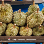 Bisnis Olahan Durian, Salah Satu Peluang Menjanjikan