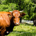 Mengenal Sapi Limousin, Favorit Kurban Berkualitas Tinggi