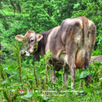 Mencegah Penyakit Cacingan pada Sapi Ternak