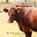Mengenal Premix Sapi, Rahasia Memelihara Sapi Sehat dan Produktif