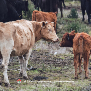 Mengenal Berahi pada Sapi Betina, Ini Tandanya!