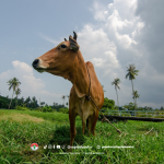 Meningkatkan Kualitas Pakan Ternak dengan Fermentasi Jerami Padi