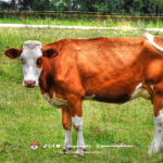 Cara Memberikan Pakan yang Tepat untuk Sapi Laktasi agar Produksi Susu Optimal