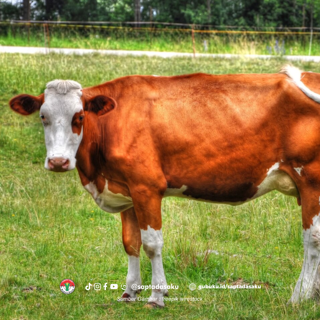 Cara pemberian pakan pada sapi yang sedang dalam masa Laktasi (Freepi Wirestock)