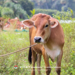 Tips Penggemukan Sapi yang Efektif untuk Peternak Tradisional