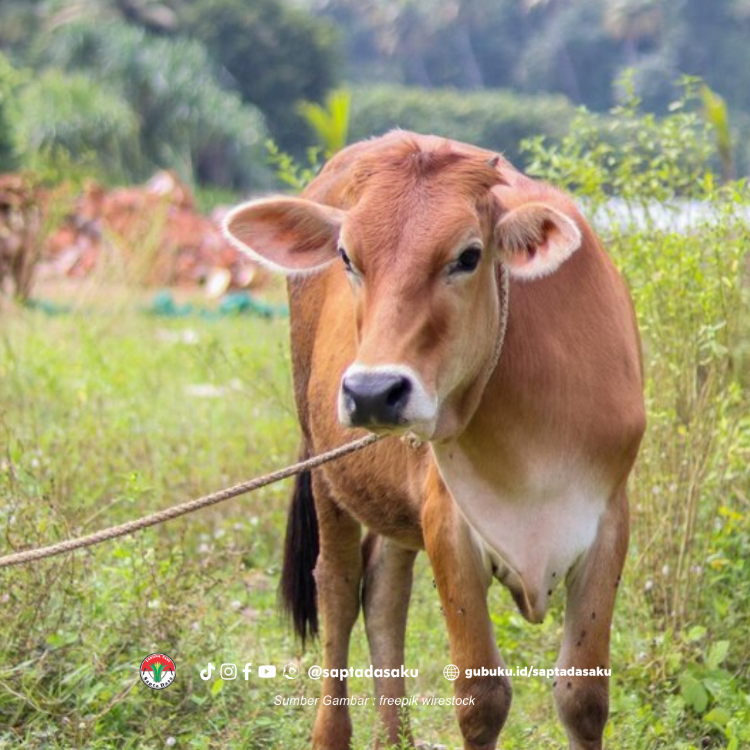 Cara penggemukan sapi dengan cara tradisional (Freepik Wirestock)