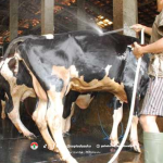 Tips dan Trik Sukses Budi Daya Sapi Perah