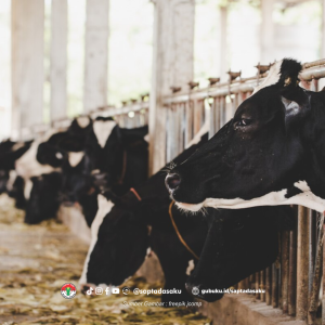 Pilih Kandang Individu Buat Sapi Kesayangan? Ini Dia Untung Ruginya!