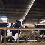 Desain Kandang Sapi yang Ideal, Menyesuaikan dengan Agroklimat dan Kebutuhan Ternak