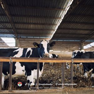 Desain Kandang Sapi yang Ideal, Menyesuaikan dengan Agroklimat dan Kebutuhan Ternak