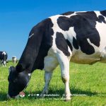 Jenis-Jenis Sapi Perah Penghasil Susu Terbaik yang Perlu Diketahui