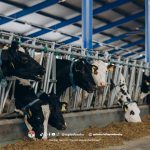 Pengen Sapi Gemuk dan Sehat? Jangan Lupakan Konsentrat di Ransumnya!