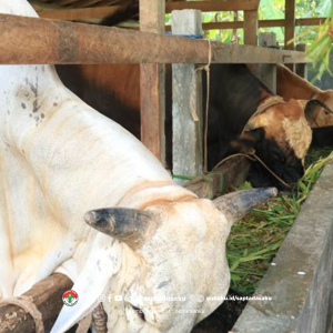 Cara Memilih Hewan Kurban, Kelebihan dan Kekurangan Setiap Jenis