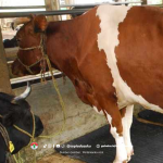 Cara Pemberian Pakan pada Sapi Laktasi agar Produksi Susu Optimal