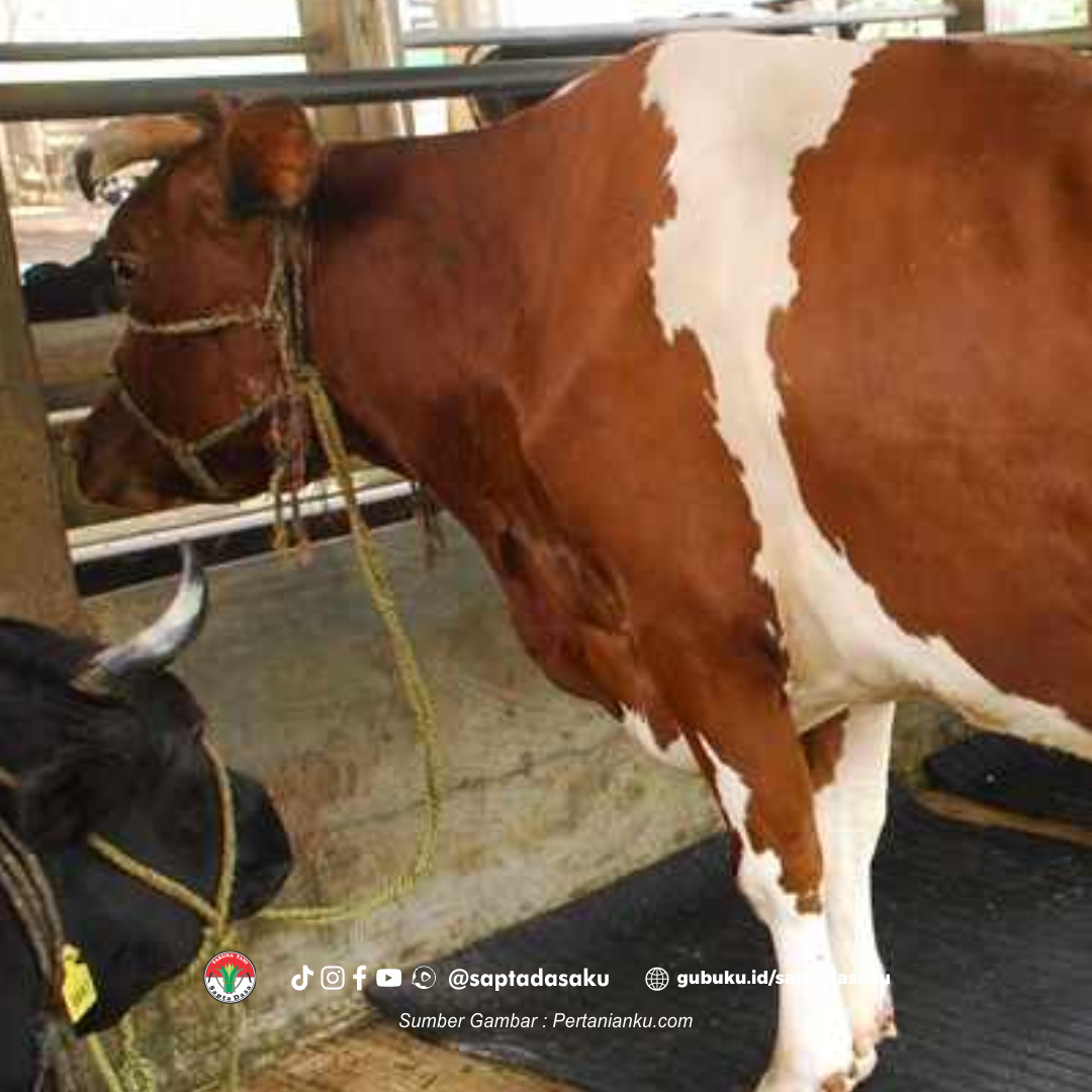Mengenal Sapi Laktasi dan optimalisasi produksi