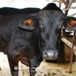 Pentingnya Vaksinasi Ternak, Benteng Pertahanan Kesehatan dan Produktivitas Sapi Potong