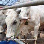 Faktor-Faktor yang Mempengaruhi Fluktuasi Harga Sapi