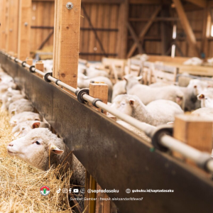 Mengoptimalkan Pakan Ternak dengan Biji Tanaman