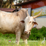 Cara Efektif Mengatasi Penyakit Sapi Ngorok, Ini Caranya!