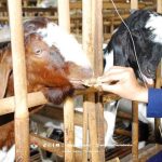 Pernah Lihat Sapi Sama Kambing Kayak Lagi Ngunyah Permen Karet? Ini Rahasia di Baliknya!
