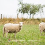 Sukses Beternak Domba, Kunci Daging Empuk dan Menguntungkan