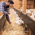 Nggak Kalah dari Kambing, Ternak Domba Ternyata Lebih Untung! Ini Buktinya!