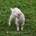 Dari Cempe Imut Jadi Domba Dewasa, Ini Lho Tahapan Pertumbuhan Domba yang Perlu Kamu Tahu!