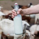 Manfaat Susu Kambing yang Wajib Kamu Ketahui