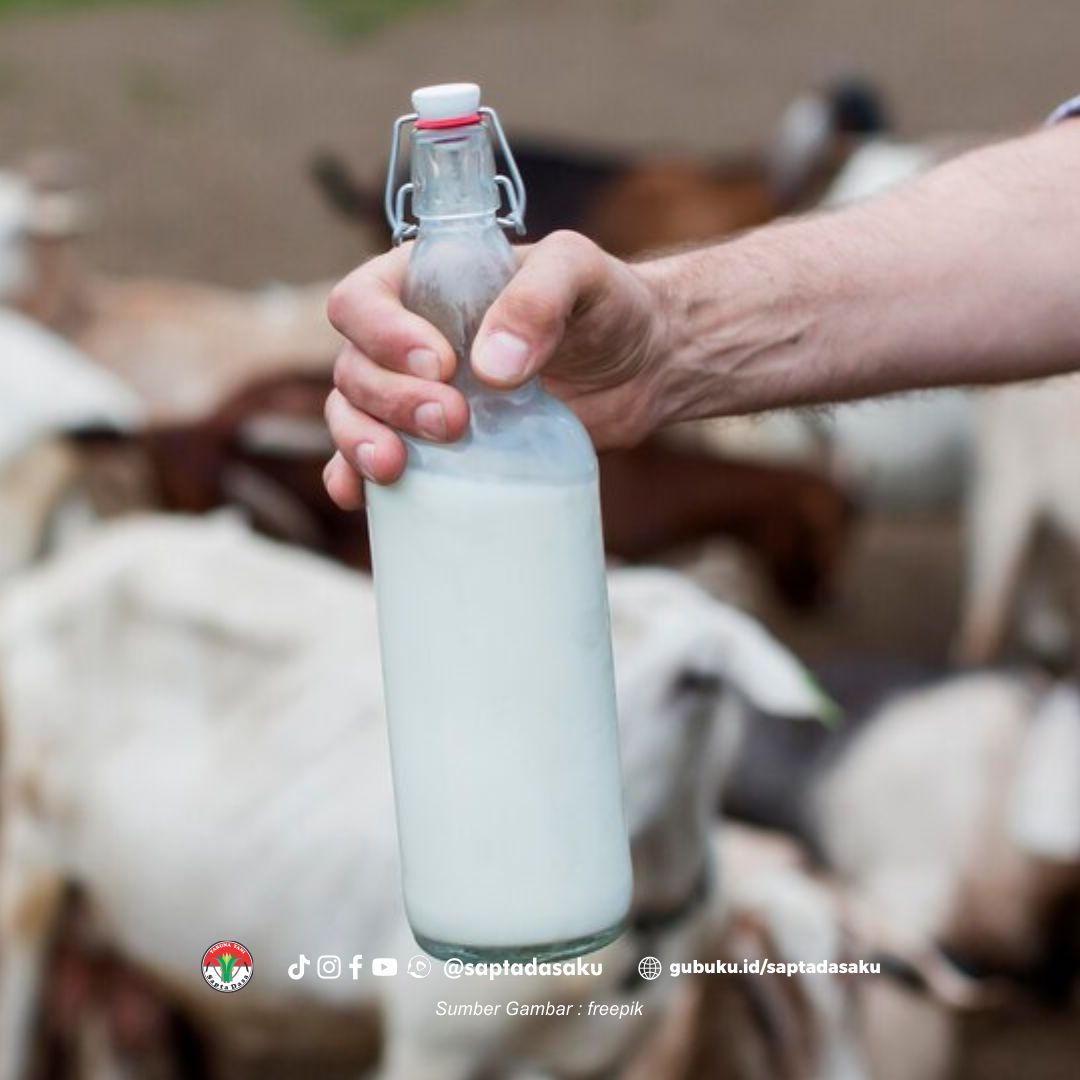 Cara memasarkan susu kambing dengan baik