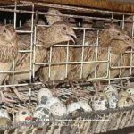 Potensi Peternakan Burung Puyuh, Ini Faktanya!