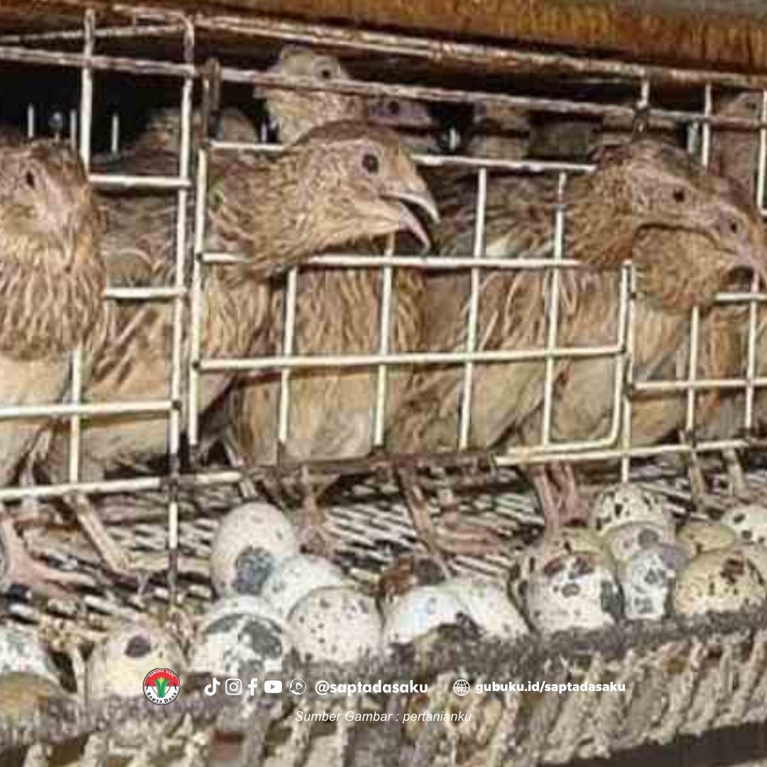 Cara ternak burung puyuh
