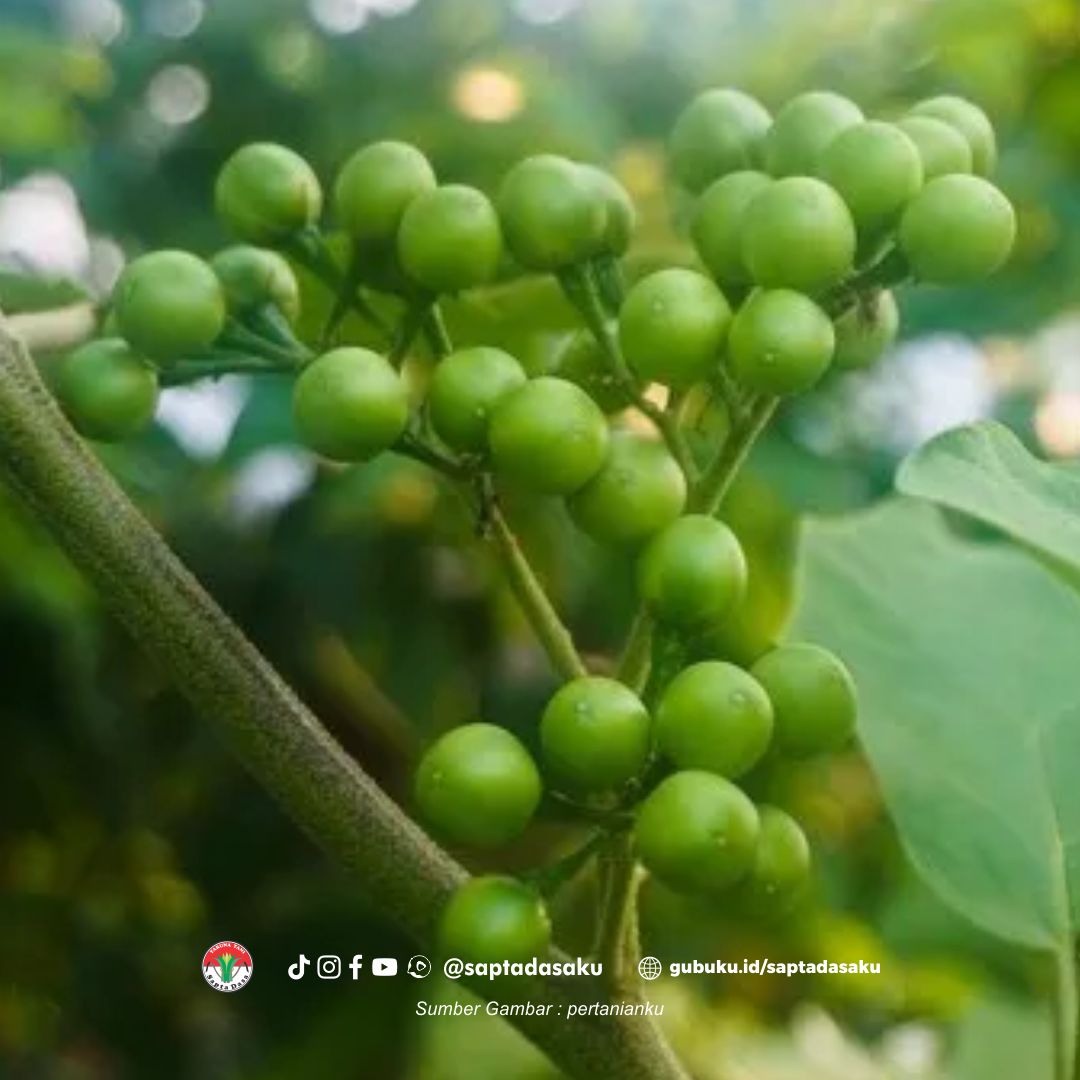 Manfaat Buah rimbang yang wajib kamu tahu