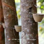 Cara Menyadap Pohon Karet Agar Teknik Tepat Hasil Optimal