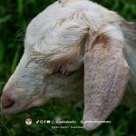 4 Daerah Penghasil Kambing Kurban Terbaik yang Wajib Kamu Tahu!