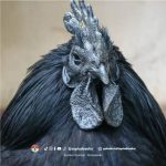 Ayam Asli Indonesia, Lebih dari Sekadar Unggas, Warisan Budaya yang Bernilai Tinggi