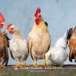 Mengenal Legalitas Usaha Peternakan, Pentingnya Izin untuk Bisnis yang Lancar dan Berkah