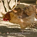 Pakan Ayam, Kunci Utama Ayam Sehat dan Produktif