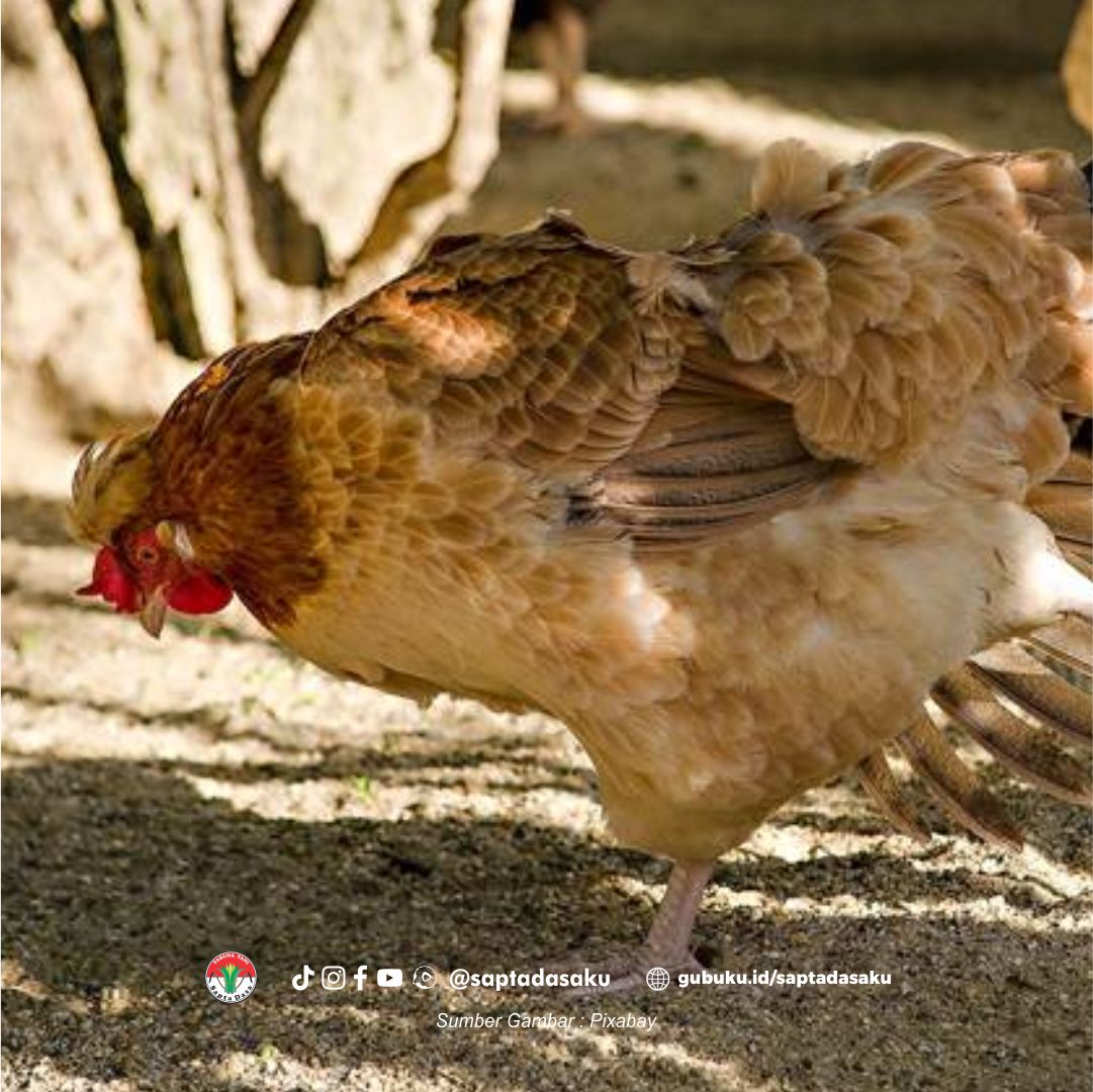Pakan wajib buat ayam